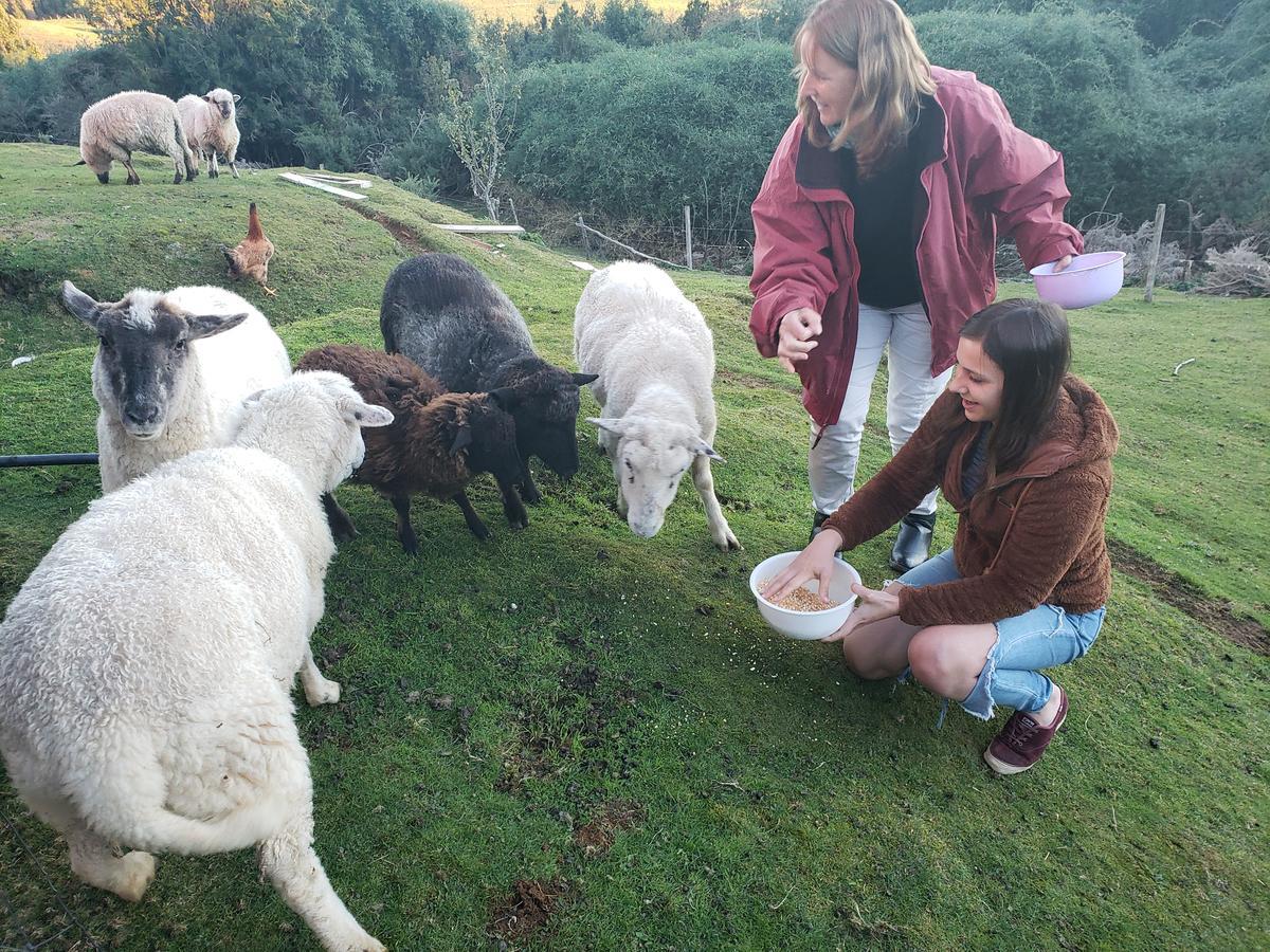 Cabana Nueva En Ancud Chiloe Екстериор снимка